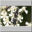 Mimumesa sp - Grabwespe 07b 6-7mm Paarung.jpg